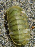 Chiton olivaceus